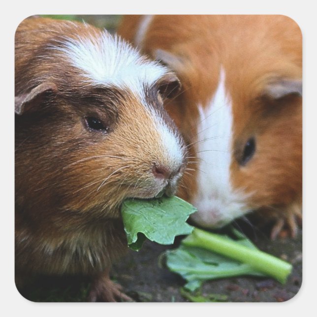 Two Cute Guinea Pigs Eating Greens Square Sticker (Front)