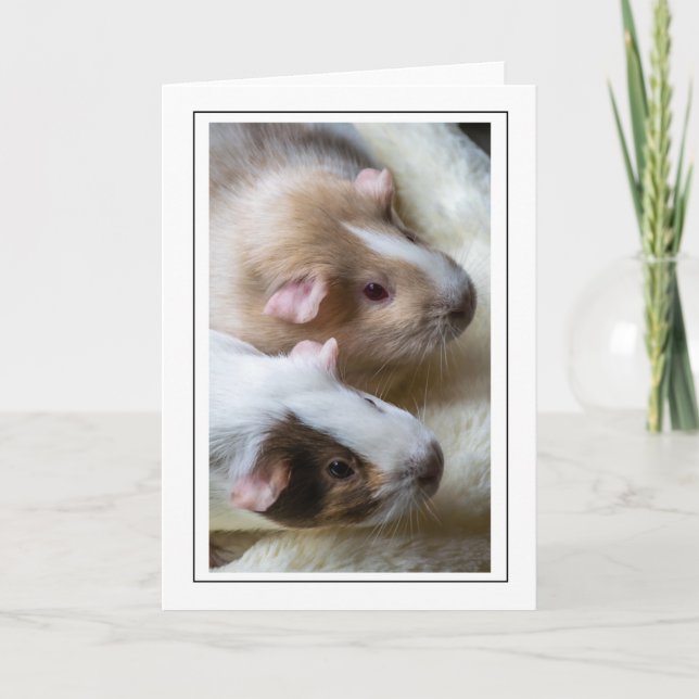 Two cute Guinea pigs up close greeting card (Front)