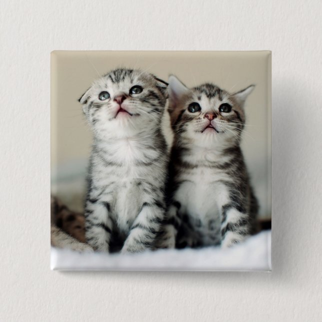 Two Cute Kittens 2 Inch Square Button (Front)