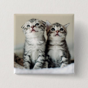 Two Cute Kittens 2 Inch Square Button