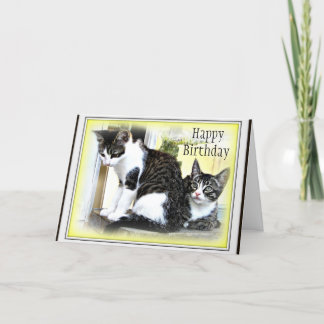 Two cute kittens  Birthday card