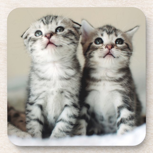 Two Cute Kittens Coaster (Front)