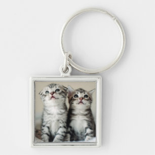 Two Cute Kittens Keychain