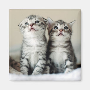 Two Cute Kittens Magnet