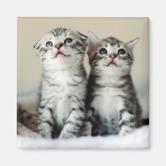 Two Cute Kittens Magnet (Front)