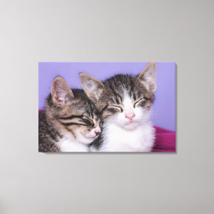 Two Cute Kittens Napping Canvas Print