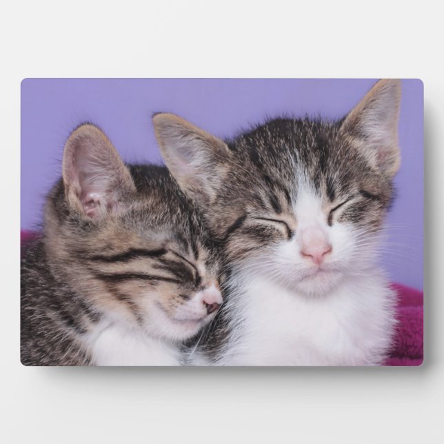 Two Cute Kittens Napping Plaque (Front)