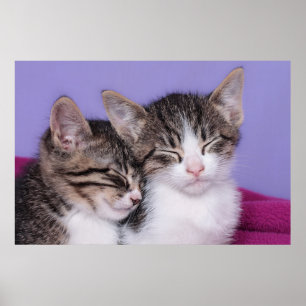 Two Cute Kittens Napping Poster