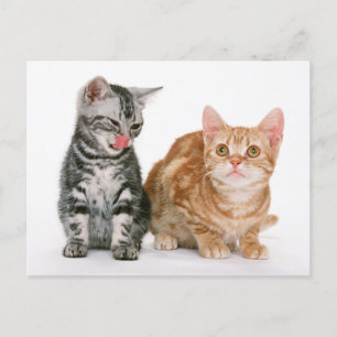 Two Cute Kittens Photo Postcard