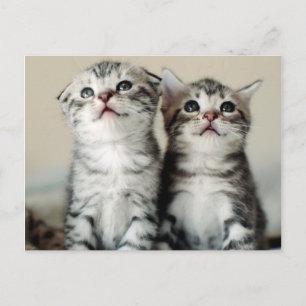 Two Cute Kittens Postcard