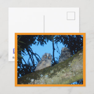 Two Cute Long-eared Owls in Tree DIY Postcard