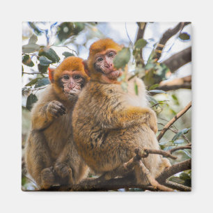Two Cute Monkeys Magnet