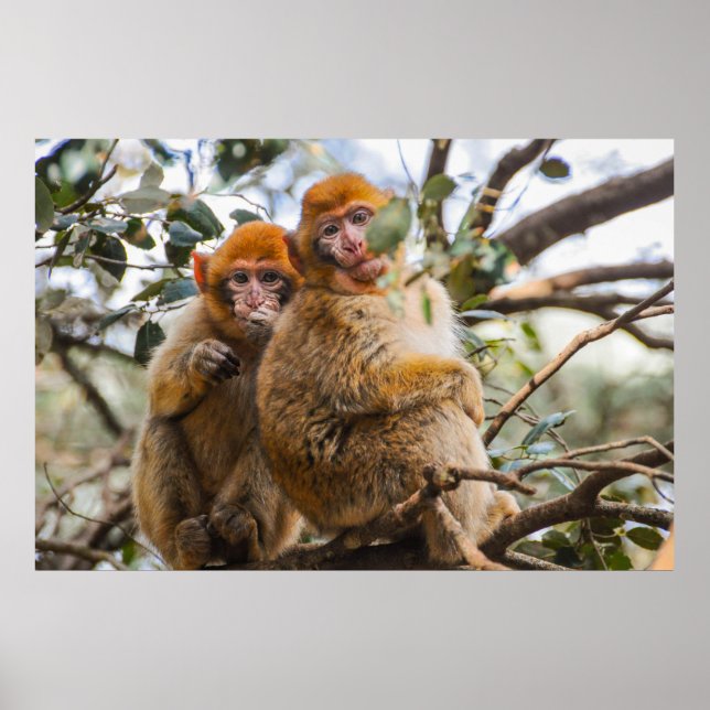 Two Cute Monkeys Poster (Front)