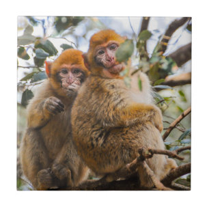 Two Cute Monkeys Tile