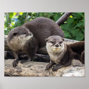 Two Cute Otters Otter Poster