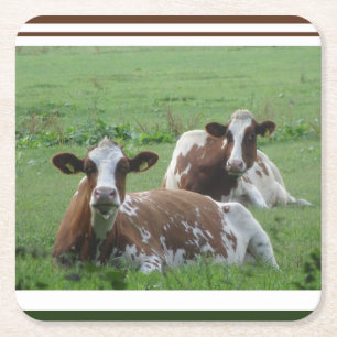 Two Cute White-Brown Cows Coaster