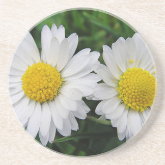 Two cute, white daisies drink coaster