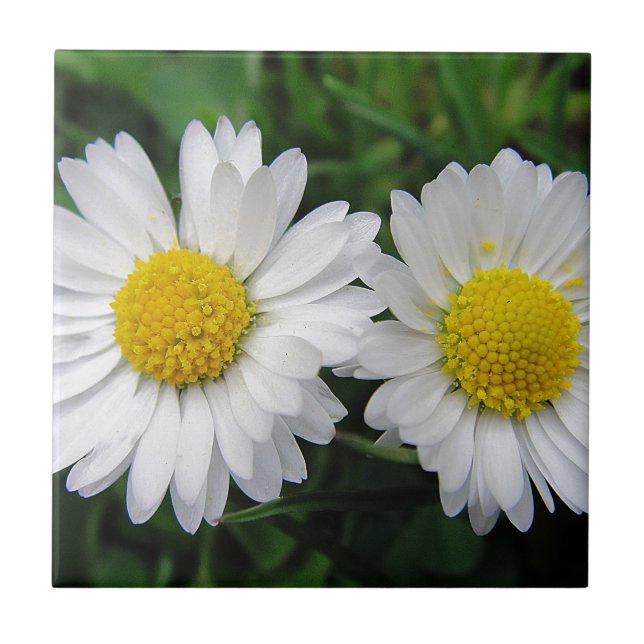 Two cute, white daisies tile (Front)