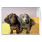 Two Dachshund pups