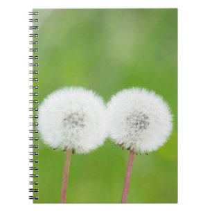 Two dandelions notebook