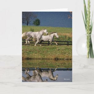 Two Dapple Grey Percheron Horses Running Card
