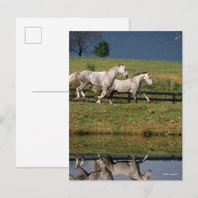 Two Dapple Grey Percheron Horses Running Postcard (Front/Back)