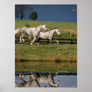 Two Dapple Grey Percheron Horses Running Poster