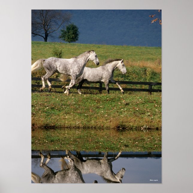 Two Dapple Grey Percheron Horses Running Poster (Front)