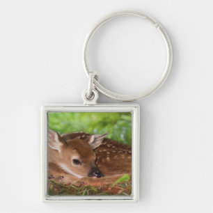 Two day old White-tailed Deer baby, Kentucky. Keychain