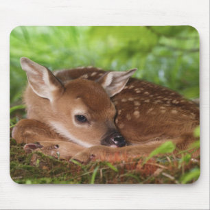 Two day old White-tailed Deer baby, Kentucky. Mouse Pad