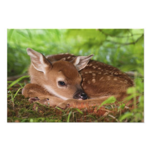 Two day old White-tailed Deer baby, Kentucky. Photo Print