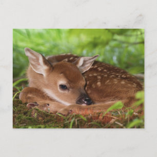Two day old White-tailed Deer baby, Kentucky. Postcard