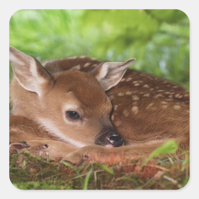Two day old White-tailed Deer baby, Kentucky. Square Sticker (Front)