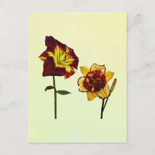 Two Daylilies having a Chat Postcard