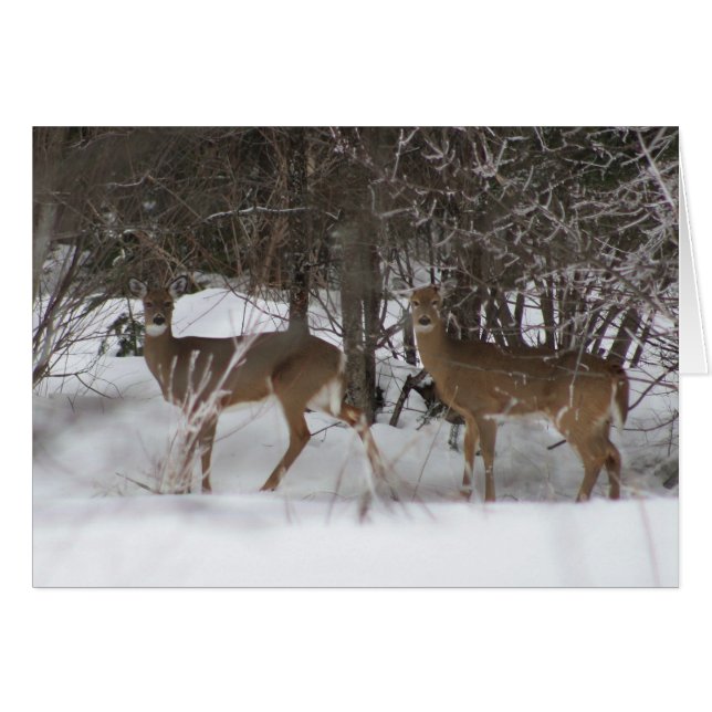 Two deer on a winter walk (Front Horizontal)
