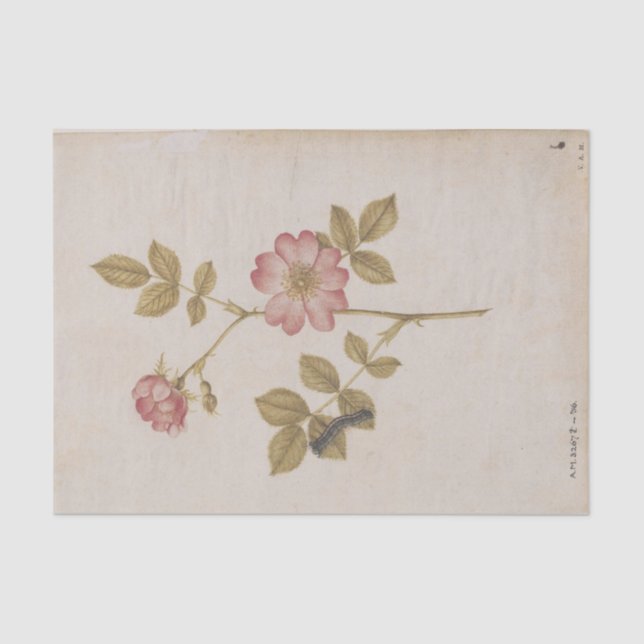 Two Dog Roses and a Lackey Moth Caterpillar Tissue Paper (Front)