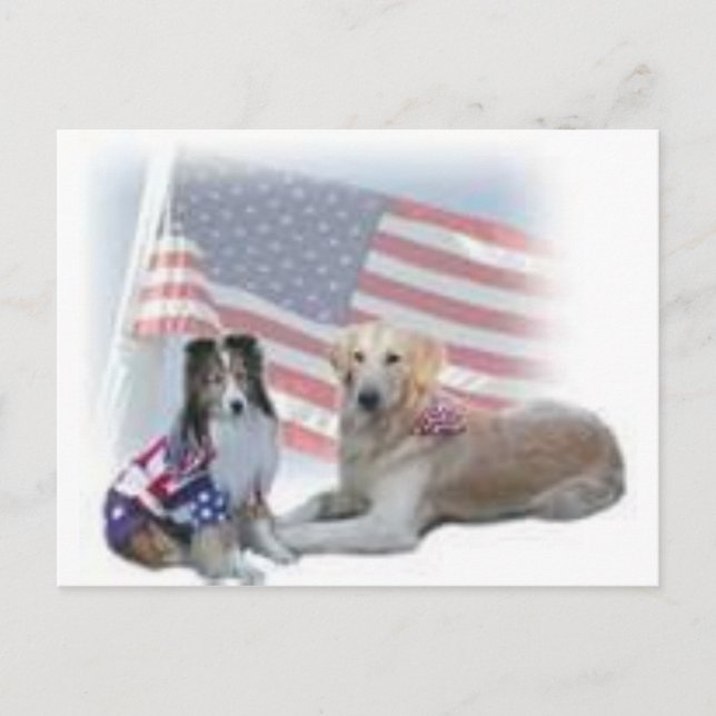 two dogs collies postcard (Front)