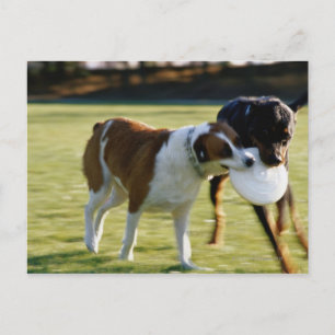 Two Dogs Fighting over Plastic Disc Postcard