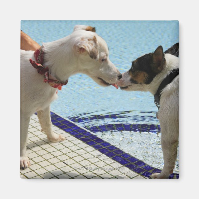 Two Dogs kissing at the poolside Magnet (Front)