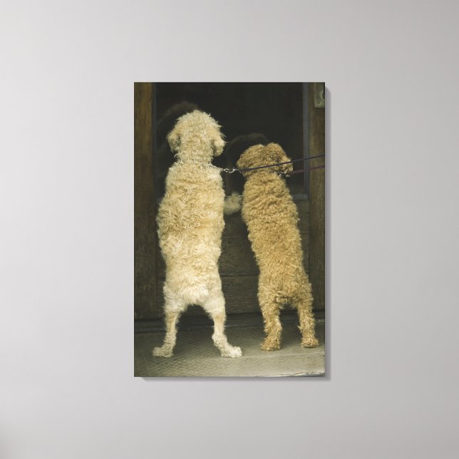Two dogs looking in door window, rear view canvas print (Front)
