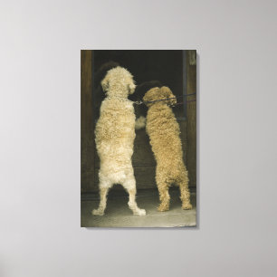 Two dogs looking in door window, rear view canvas print