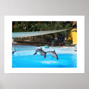 Two dolphins animal poster