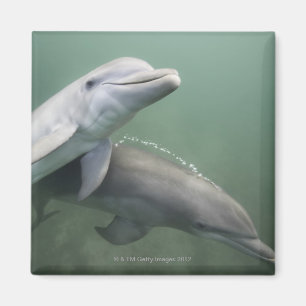 Two Dolphins underwater Magnet
