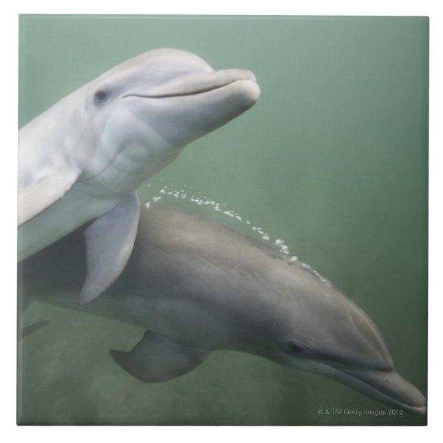 Two Dolphins underwater Tile (Front)