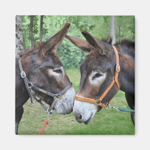 Two donkeys saying hello magnet