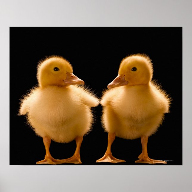 Two ducklings looking at one another poster (Front)