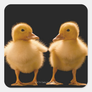 Two ducklings looking at one another square sticker