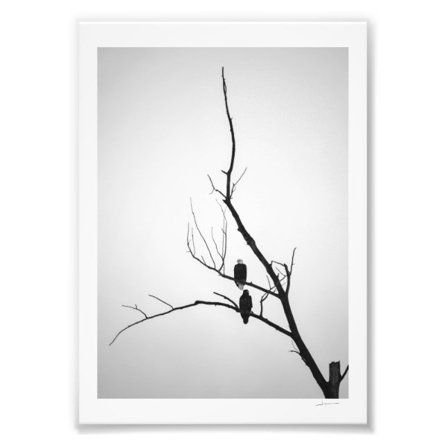 Two eagles photo print (Front)