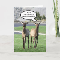 Two Elk Calves Happy Birthday