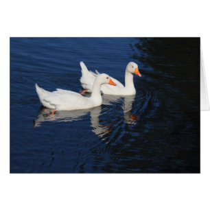Two Emden Geese